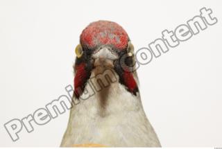 Green Woodpecker - Picus viridis 0016